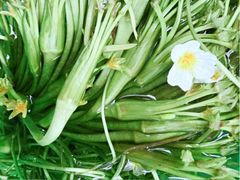 海菜汤-阿鹏故事云南野生菌火锅(人民路店)