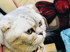 -李小姐の猫咖啡馆(五角场店)