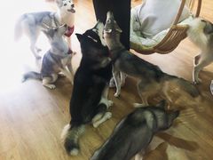 -Husky Go! 哈士奇体验馆·宠物咖啡厅狗咖