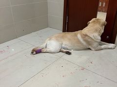 -艾贝尔宠物医院·24H转诊中心·肿瘤猫专科(江宁双龙店)