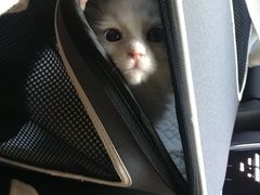 -Bastet sally猫舍购宠(静安店)