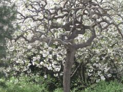 -西安青龙寺遗址景区