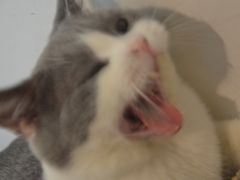 -佳雯宠物医院(四明中路分院)