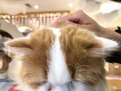 -猫和宫(六道口店)