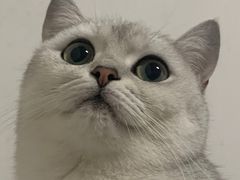 -灵美宠物诊所