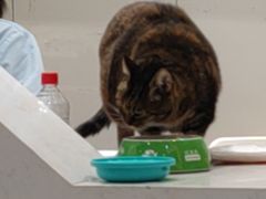 -关爱宠物医院·猫科中心·消化科(滨湖万达分院)