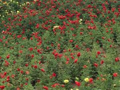 -北纬44度·金珠花海休闲农业旅游景区