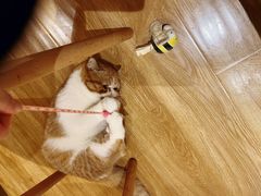 -滚猫咖啡·猫咖·猫友好撸猫(未来城店)