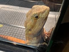 -酷以爬仙阁实体爬宠店·守宫·蜥蜴·专业繁育