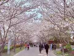-高东镇樱花园