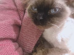 -喵的天空名猫咖啡馆·撸猫·猫舍·用品