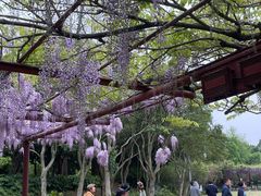 -嘉定紫藤园