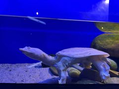 -上海海洋水族馆