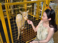 -灵玲国际马戏城