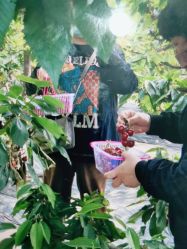 -蓝呗呗蓝莓草莓采摘园(通州区马驹桥店)