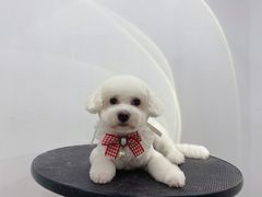 -comecome来吧宠物(奥克斯中心店)