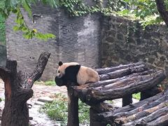 -都江堰中华大熊猫苑