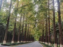 -黄海国家森林公园