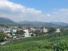 -龙坞茶村