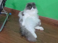 -李小姐の猫咖啡馆(五角场店)
