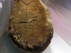 蜂酿提子-面包与我Bread Or Me(长城汇店)