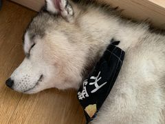 -Husky Go! 哈士奇体验馆·宠物咖啡厅狗咖
