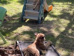 -西霞口神雕山野生动物世界