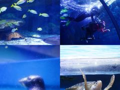 -海合安武汉极地海洋公园