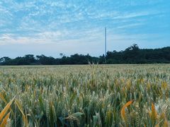 -汉长安城未央宫国家考古遗址公园