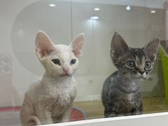 -青奢宠物·青奢猫舍