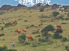 -大姆山草场