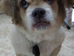-暖阳宠物医院·犬猫康复中心·骨科
