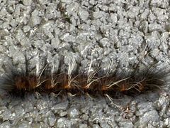 -西双版纳原始森林公园