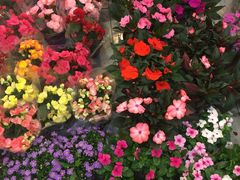 -双季花艺园艺市场(浦东店)
