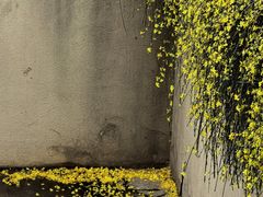 -石家庄市植物园