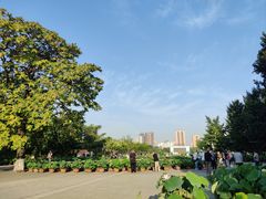 -莲花池公园