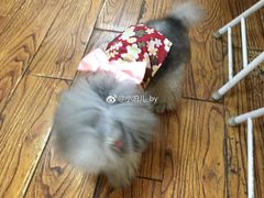 -志龙皇冠吃货椰子铺