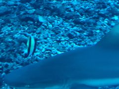-海棠湾洲际-涛·海底餐厅·美人鱼·自助餐·海底隧道