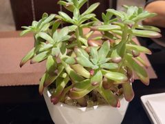 -索菲特酒店·海鲜自助 ·聚餐厅