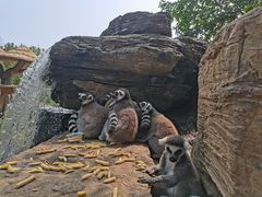 -秦皇岛野生动物园