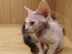 -屋虎猫馆(宝安大仟里店)