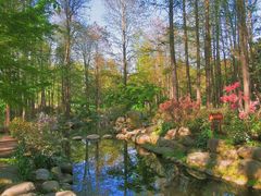 -上海共青森林公园