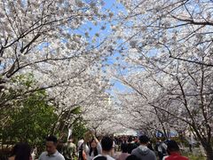 -高东镇樱花园