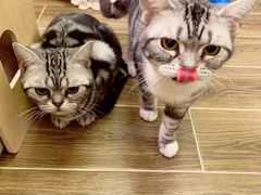 -猫大福·Fortune Cat猫舍(百子湾店)