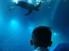 -海棠湾洲际-涛·海底餐厅·美人鱼·自助餐·海底隧道