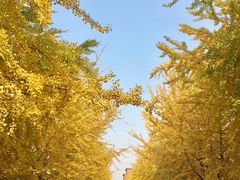 -辽宁大学(崇山校区)