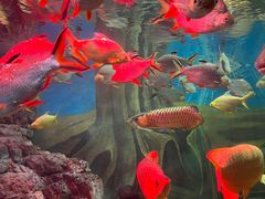 -上海海洋水族馆