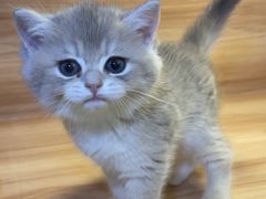 -猫十亿·布偶金渐层·曼基康矮脚猫舍(青年路店)