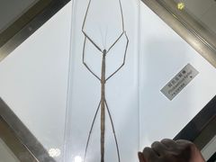 -上海昆虫博物馆