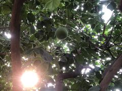 -北京植物园-展览温室